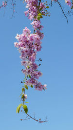 Low angle view of cherry blossom against clear blue sky