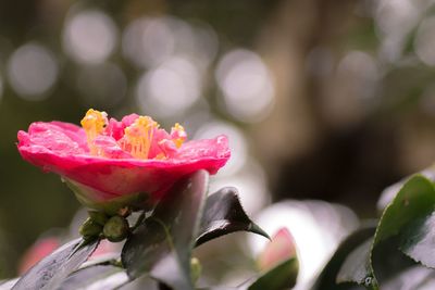 Close-up of red hibiscus flower