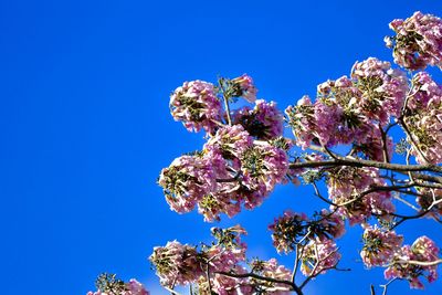 Low angle view of blooming tree