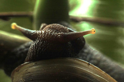 Close-up of snail