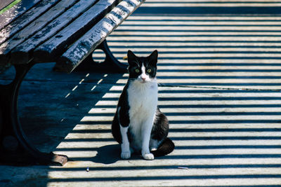 Portrait of cat sitting on floor