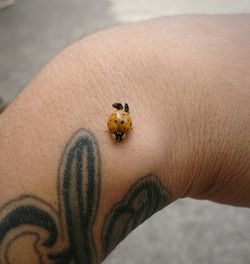 Close-up of ladybug on hand