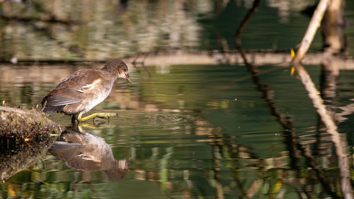 Bird perching on a lake