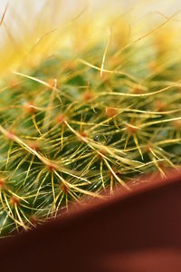 Close-up of succulent plant