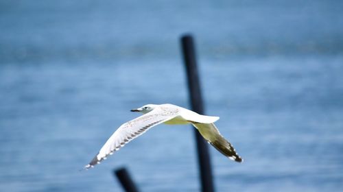 Close up of a bird