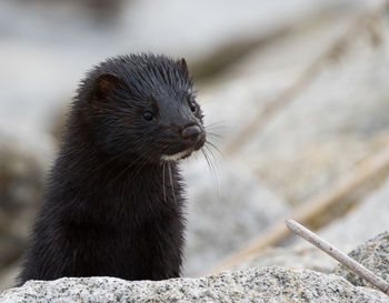 Close-up of an animal looking away, american ferret