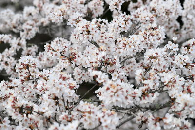 Close-up of cherry blossom