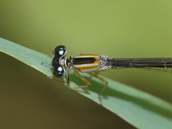 Close-up of insect on wall