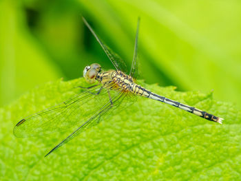 Close-up of dragonfly on leaf