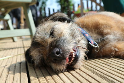 Close-up of border terrier resting on floorboard