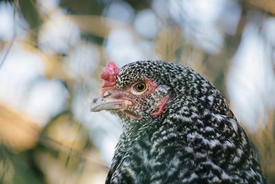 Close-up of chicken