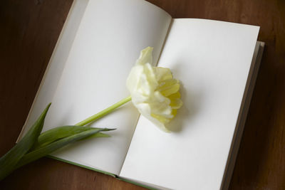 Yellow tulip on white pages