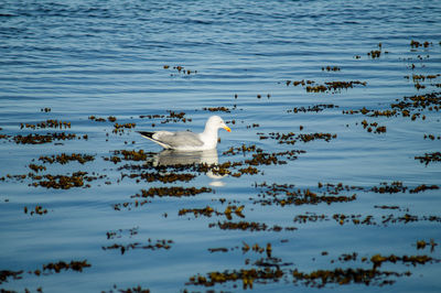 Birds swimming in lake