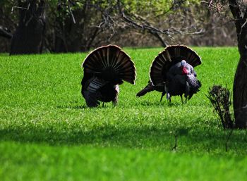 View of birds on grass