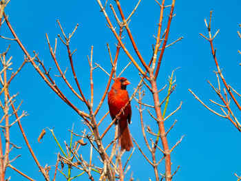 Low angle view of bird perching on branch against blue sky