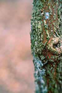 Close-up of lichen on tree trunk