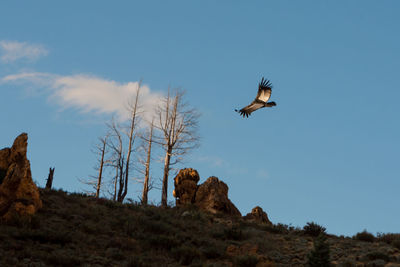 Low angle view of eagle flying against blue sky