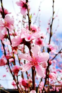 Close-up of pink flowers blooming on tree