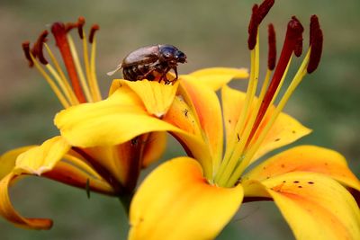 Close-up of honey bee on yellow flower