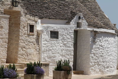 Low angle view of potted plant against building
