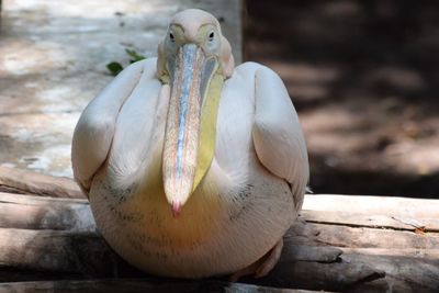 Close-up of swan