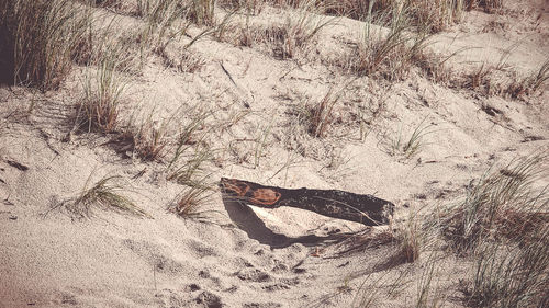 High angle view of cat lying on sand