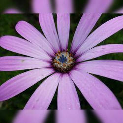 Close-up of pink flower