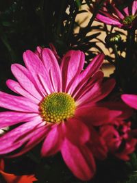 Close-up of pink flower