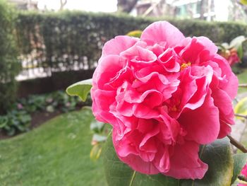 Close-up of pink flowers