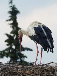 A beautiful stork in it's nest