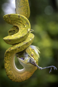 Close-up of snake on branch