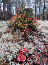 View of trees in forest during winter