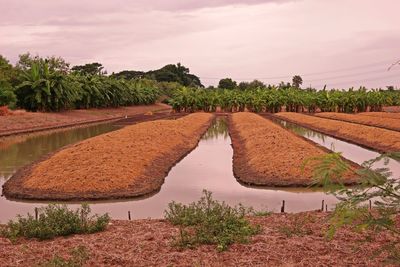 Vegetable field in low land condition, thailand