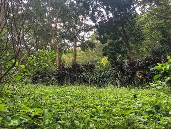 Plants growing on field