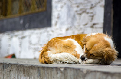 Close-up of dog sleeping