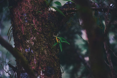 Close-up of an animal on tree trunk