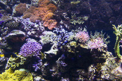 View of coral in sea