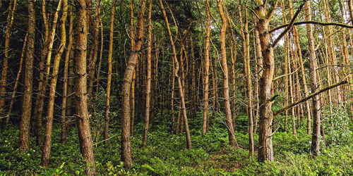 View of trees in forest