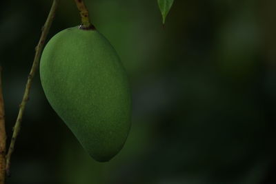 Close-up of fruits hanging on tree