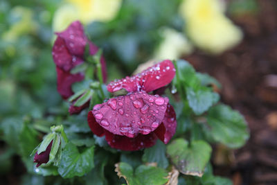 Close-up of wet red rose flower