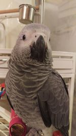 Close-up of parrot perching at home