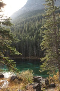 Scenic view of forest against sky