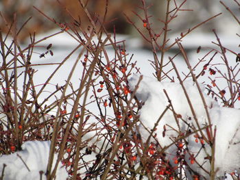 Close-up of snow covered plant