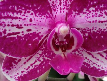 Close-up of pink flower