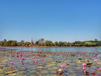 Scenic view of lake against clear sky