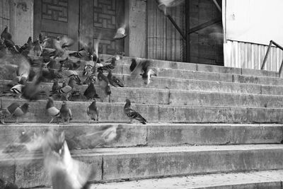 Blurred motion of birds on wall