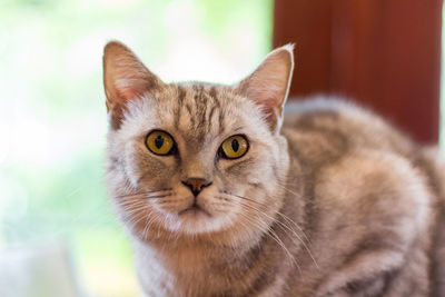 Close-up portrait of tabby cat