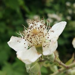 Close-up of butterfly pollinating on white flower