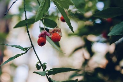 Close-up of berries growing on tree