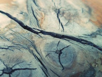 Full frame shot of tree stump